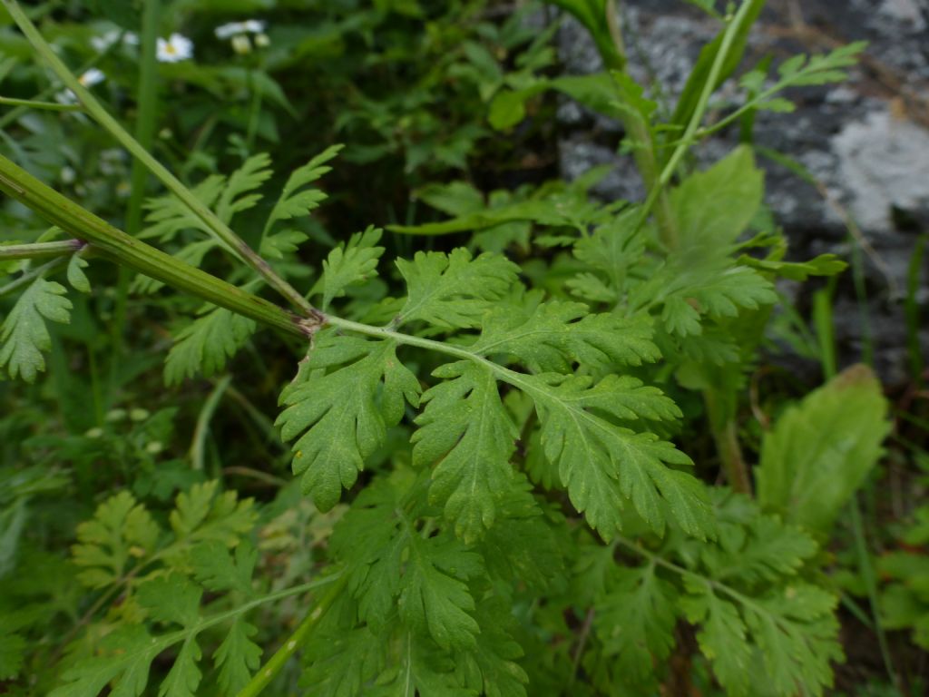 Tanacetum parthenium / Erba amara vera